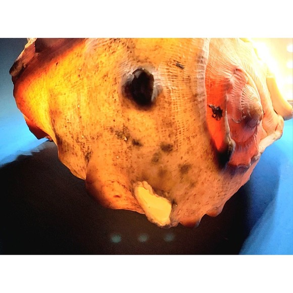 Queen Helmet Seashell Horned Gulf Conch Elaborate Opening 5.6" X 5" VGC! #D - Picture 10 of 13